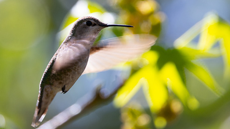 Hummingbird perched on a twig