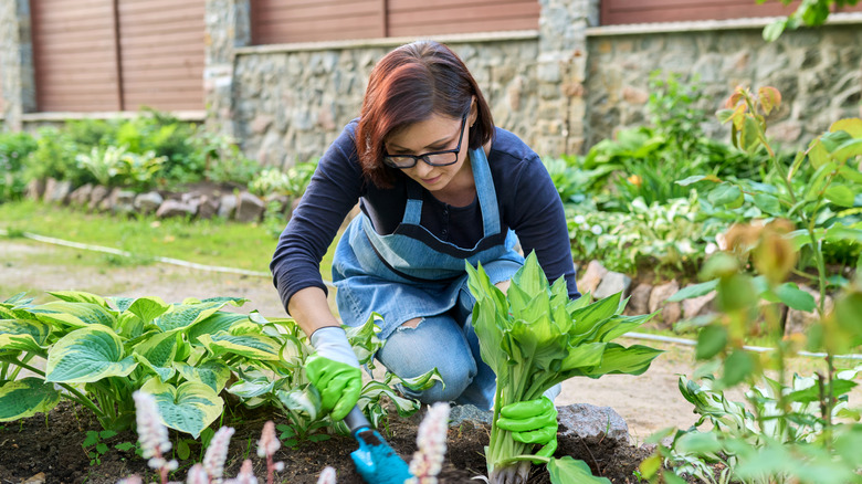 Woman planting hostas in garden bed by walkway