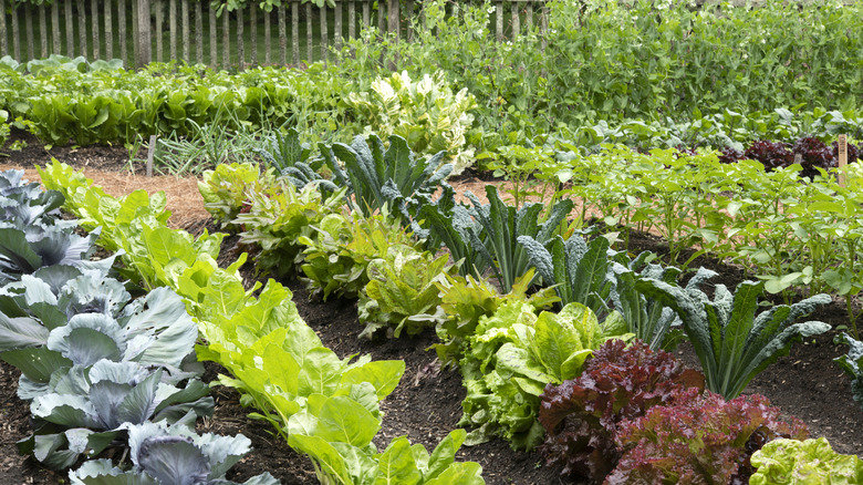 A vegetable garden with cooler season vegetables planted in rows.
