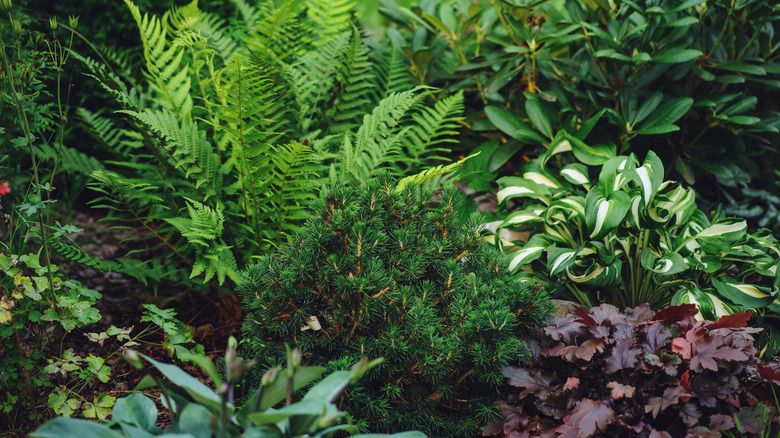 Ferns and hostas growing in a flower bed