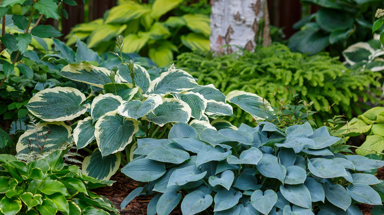 Different varieties of hosta growing in a garden bed.