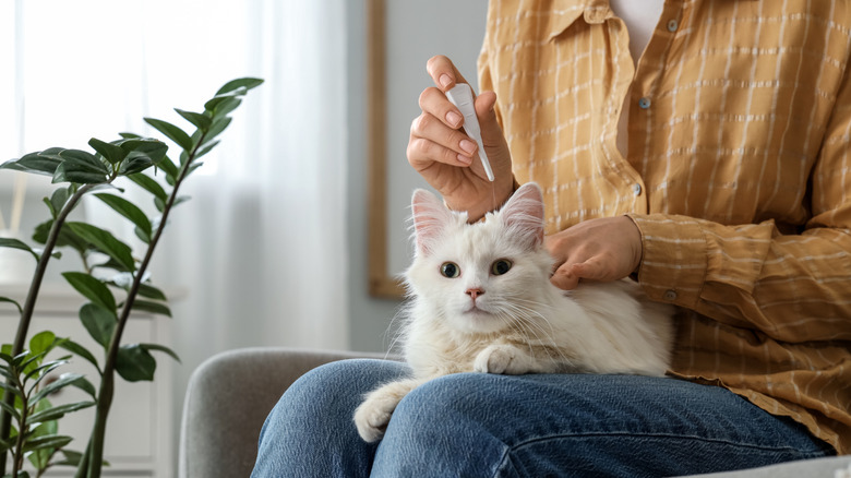A woman applies a tick solution to a white cat sitting on her lap