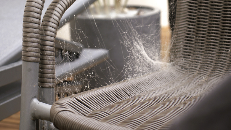 Spider web on stack of gray patio chairs
