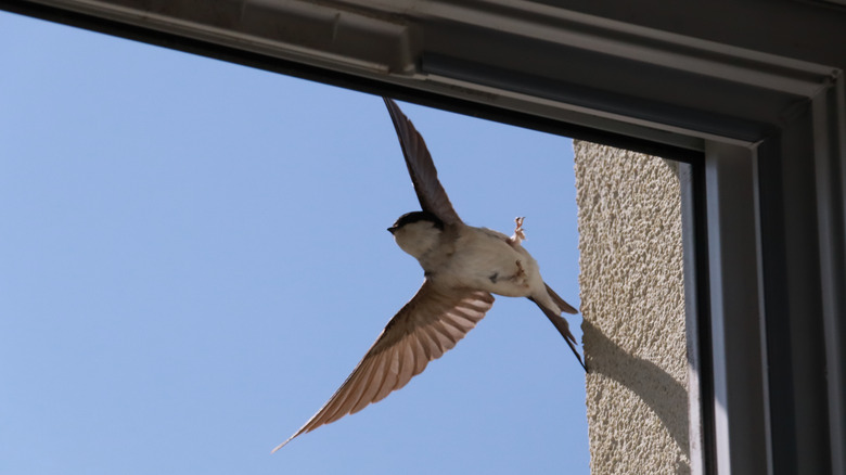 bird flying by window
