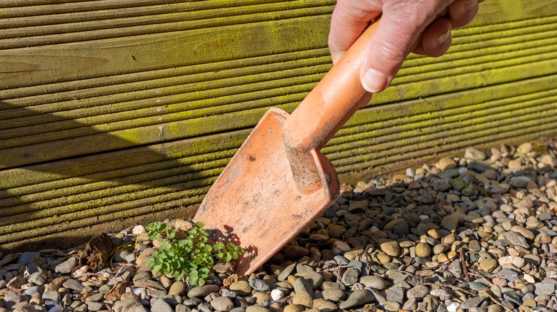 Orange shovel digging up weeds from gravel