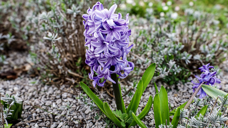 A hyacinth growing in a gravel garden bed