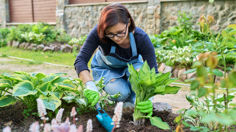 Woman planting hostas in garden