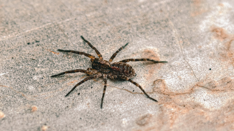 Wolf spider on a concrete surface