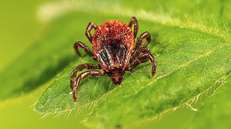 Photo of an adult brown tick on a leaf.