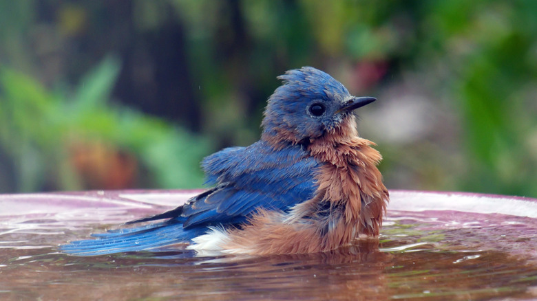 A bird in a bowl of water