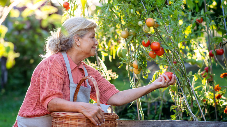 Woman grabbing a tomato in a vegetable garden.
