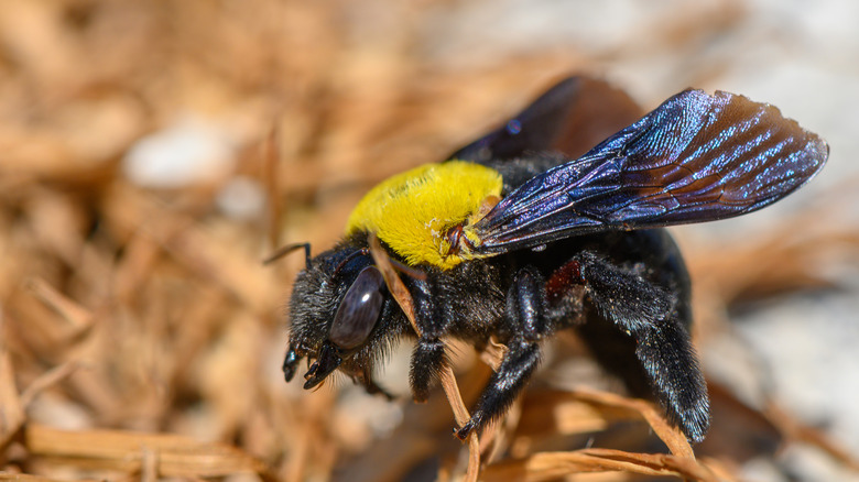 A carpenter bee clings to a dry branch