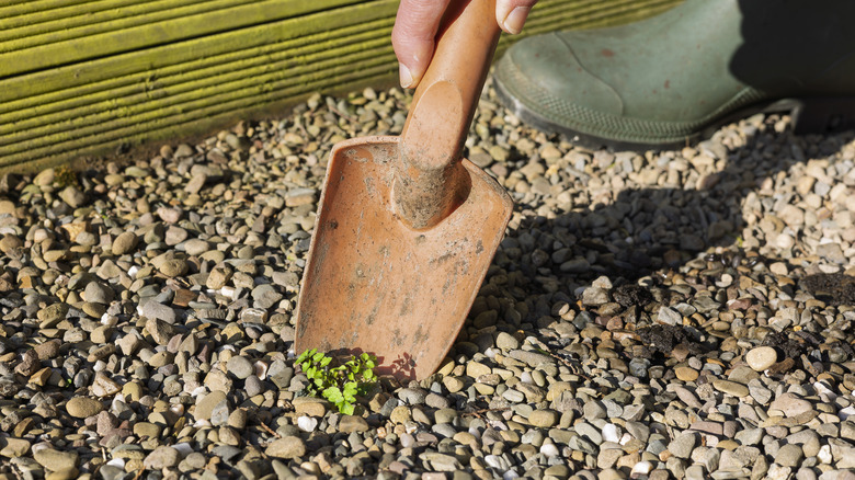 a gardener Using Plastic Orange Trowel to Dig Up Garden Weeds Growing in Gravel