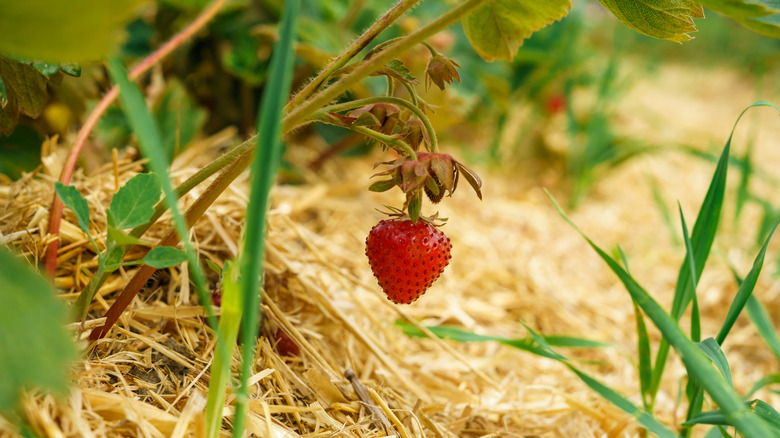 View of red fresh ripe strawberries among strawberry bushes covered with hay.