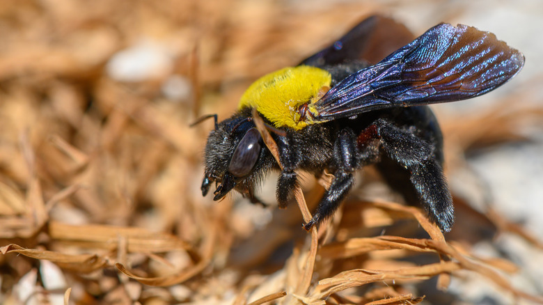 A close-up of a carpenter bee among dried foliage