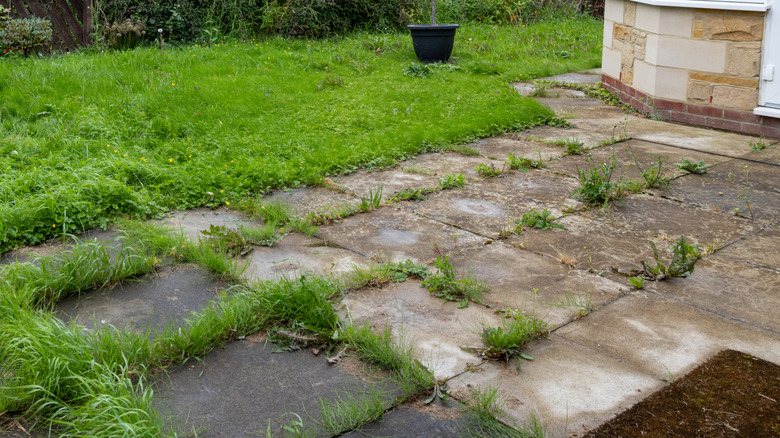 Overgrown grass and weeds popping up between pavers