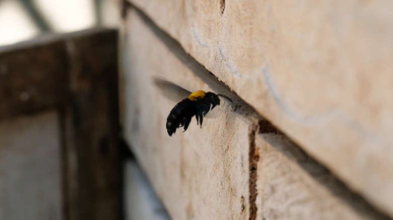 A carpenter bee below a nest hole in a wooden wall