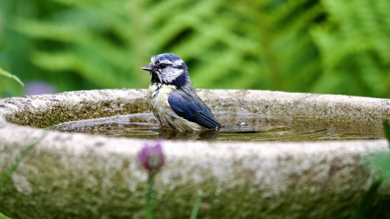 Bird perched on birdbath.