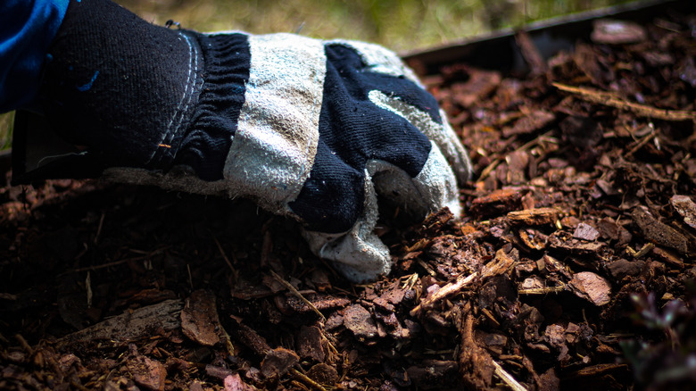 Gloves hand raking through wood chip mulch
