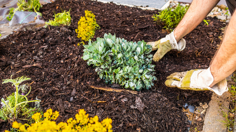 a gardener laying down mulch in plant bed