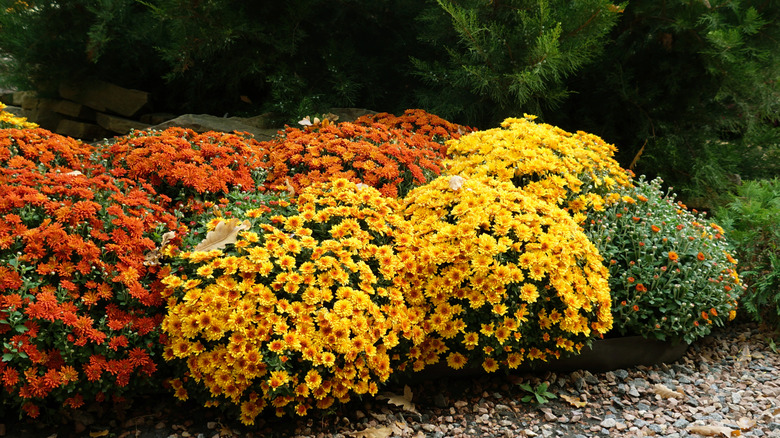 Autumn flower bed with red-orange and yellow chrysanthemums