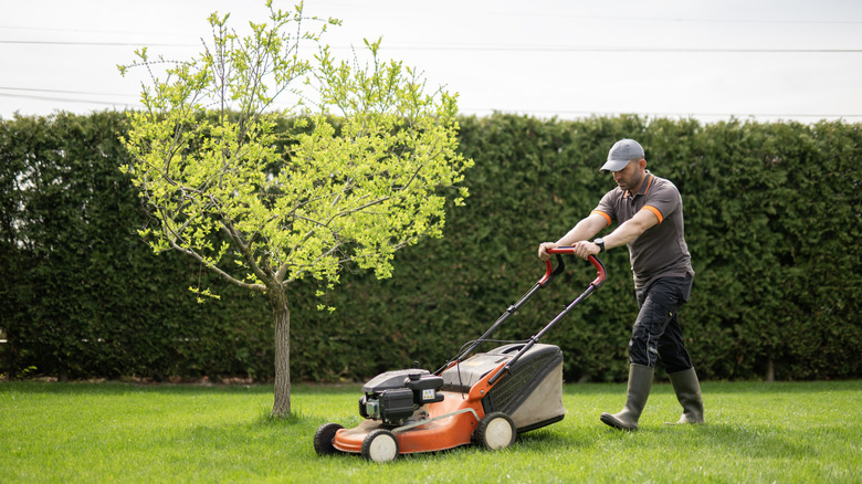 Man pushing a lawn mower near a small tree