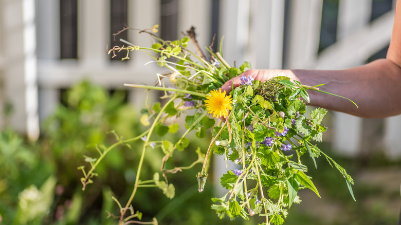a gardener holding dandelions and other weeds