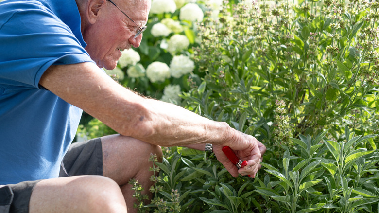 An old man is pruning herbs in his garden