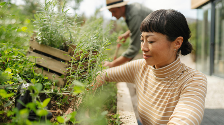 A person taking care of an herb garden in a raised bed