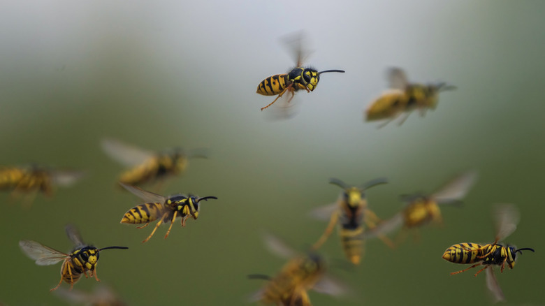 a swarm of wasps outside