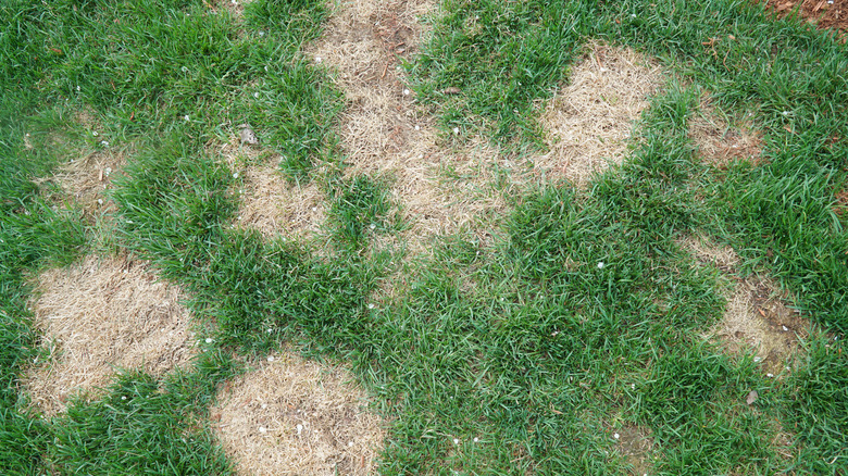 Patches in a lawn potentially in need of aeration
