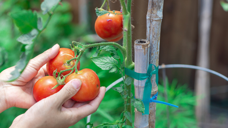 Hands picking up tomatoes growing within a cage