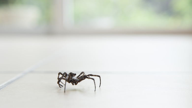 A spider crawls across a white tile floor
