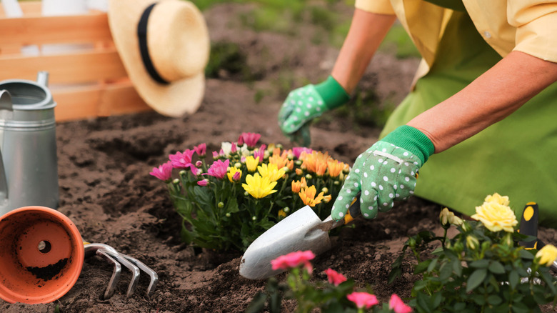 A woman's hands are shown planting colorful flowers in a soil bed.