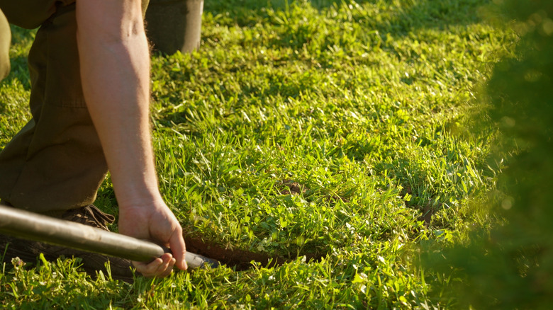 A person crouching in grass and digging in dirt