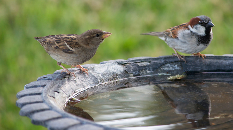 Two birds on a bird bath with a green background.