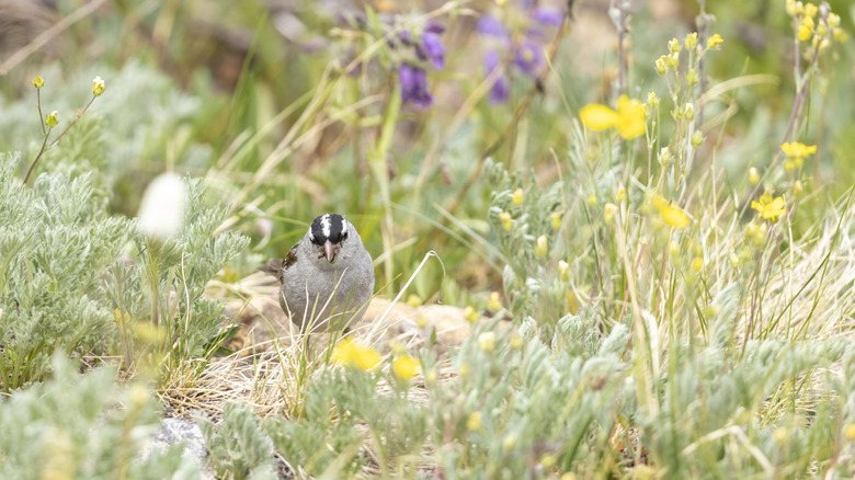 A sparrow stands on greenery in Colorado.