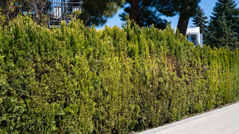 A row of cypress trees forming a privacy hedge