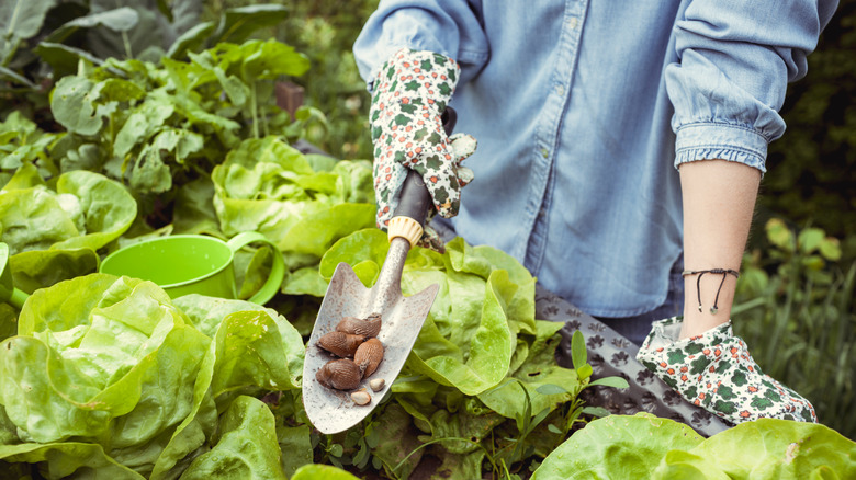 Woman with slugs on shovel after finding them in garden