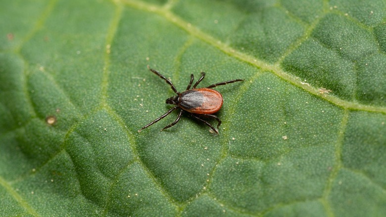 Closeup of a tick on a leaf