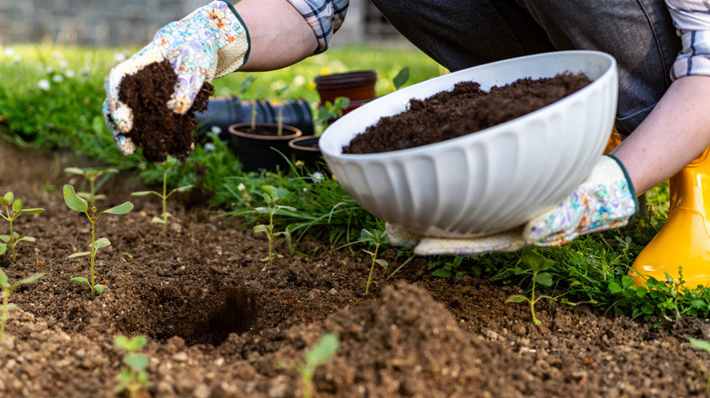 A person holds a bowl of homemade compost and adds it to their garden