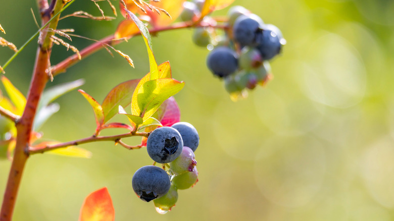 Blueberries, both row and raw, hanging from a tree