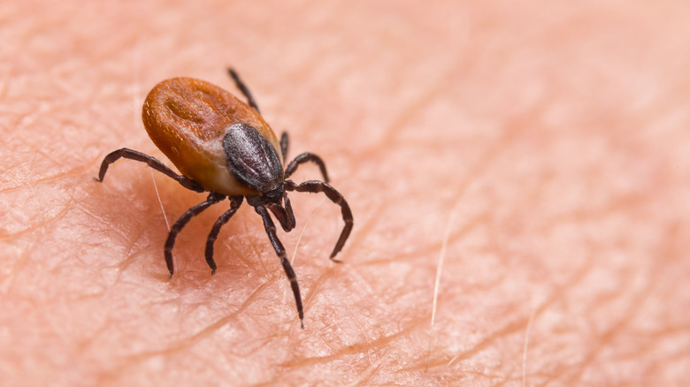 A close-up image of a tick crawling on human skin