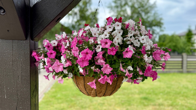 petunia flowers in a hanging basket