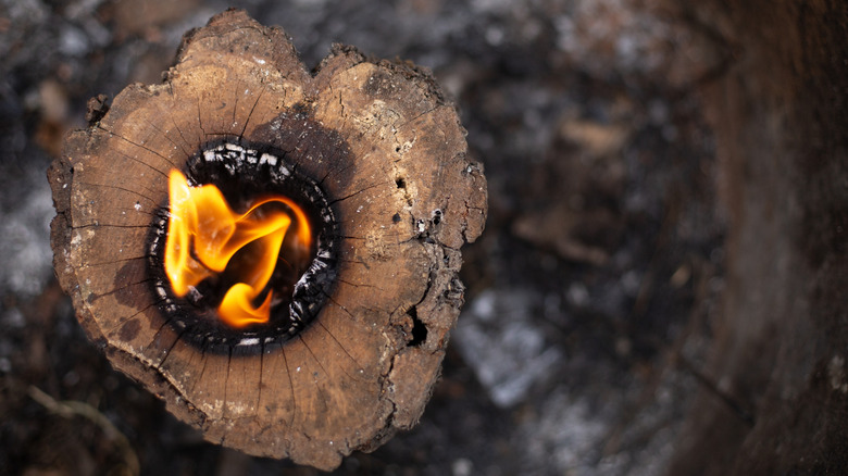 Burning tree stump with visible flame and charred wood texture