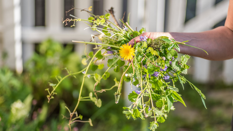 Someone holding weeds with a white picket fence in the background