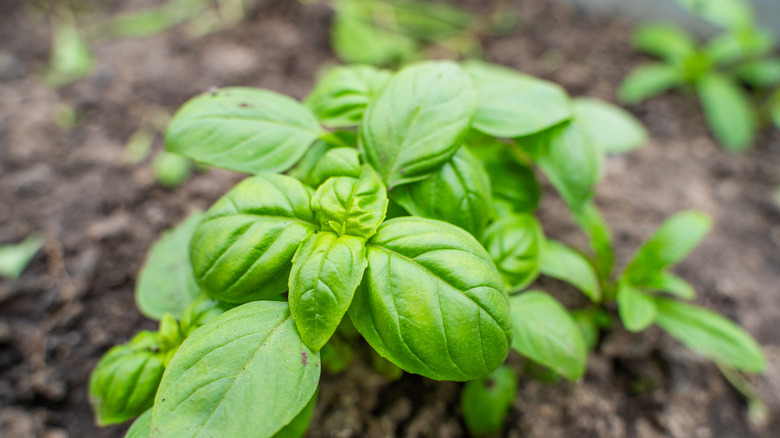 Basil plant in a garden
