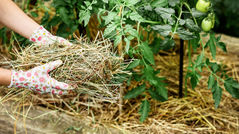Close-up of gloved hands adding straw mulch to a garden bed