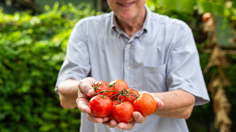 Smiling elderly white man in a garden holding a handful of fresh ripe tomatoes