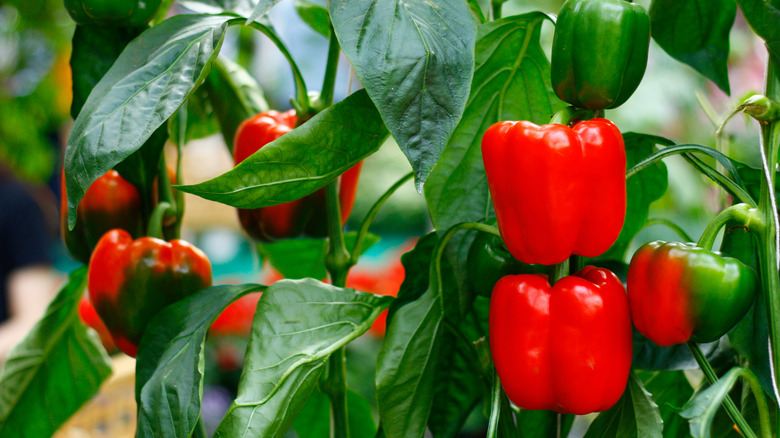bell pepper plants